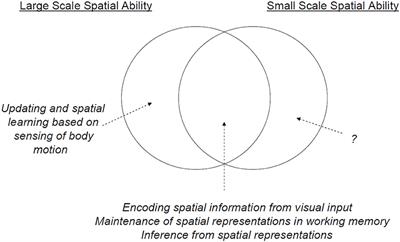 Shared and Distinct Neural Bases of Large- and Small-Scale Spatial Ability: A Coordinate-Based Activation Likelihood Estimation Meta-Analysis